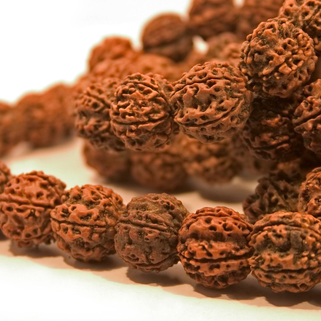 3 muke rudraksha